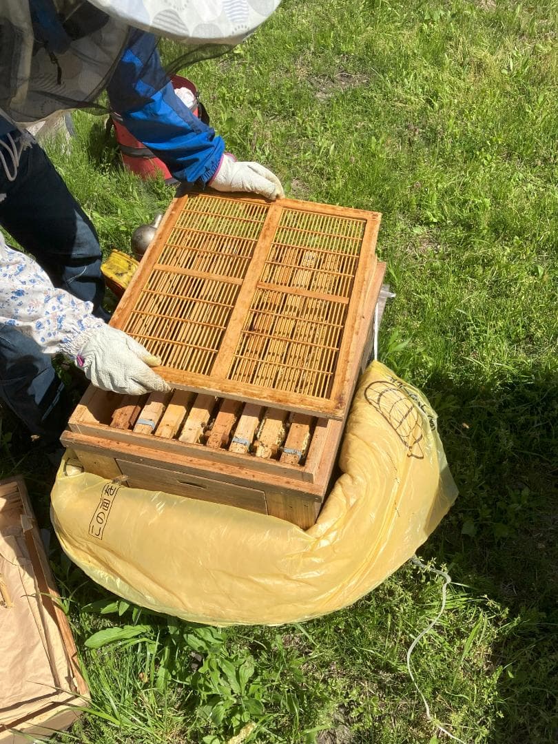 【初売】 国産蜂蜜 1000g 3種 アカシア 百花 栗蜜 天然蜂蜜