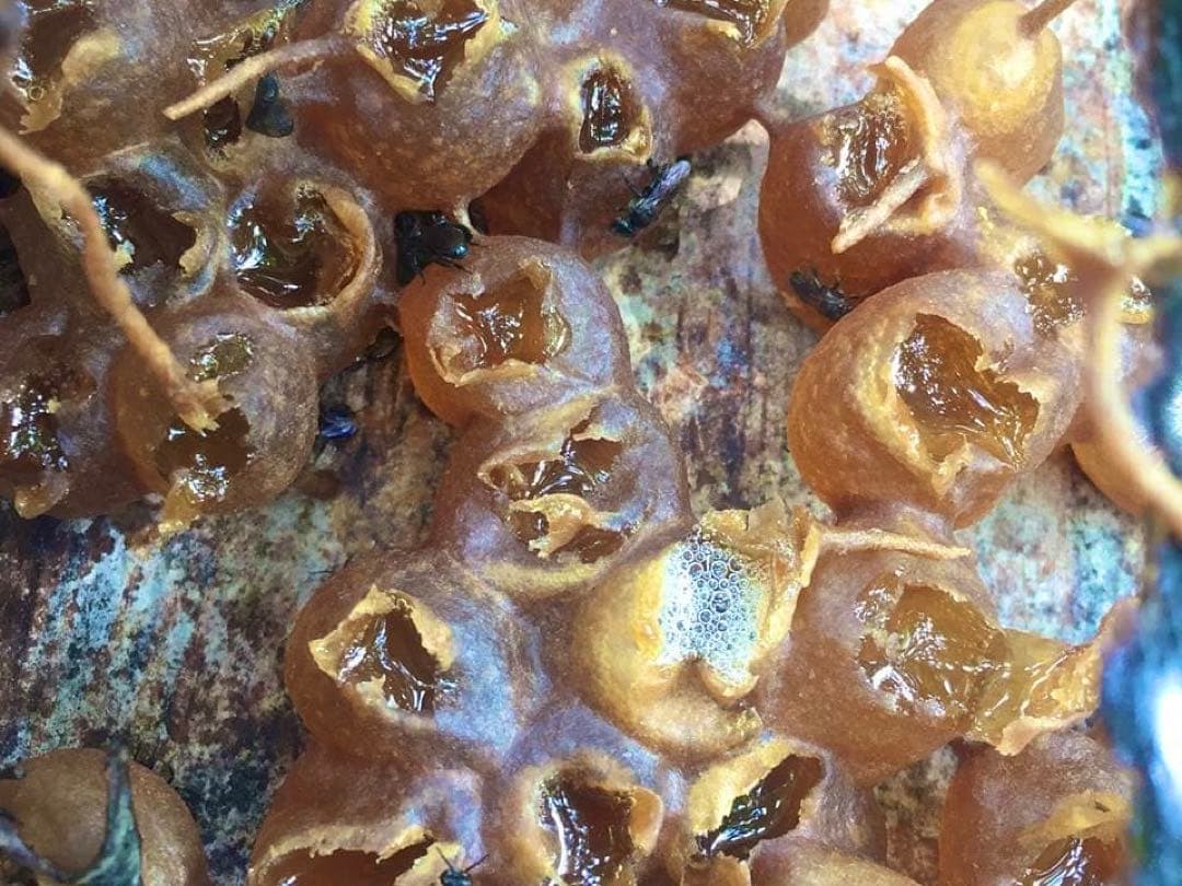 ササナミ様 バリ島 針なしミツバチの蜂蜜(完全非加熱)約140g 6本