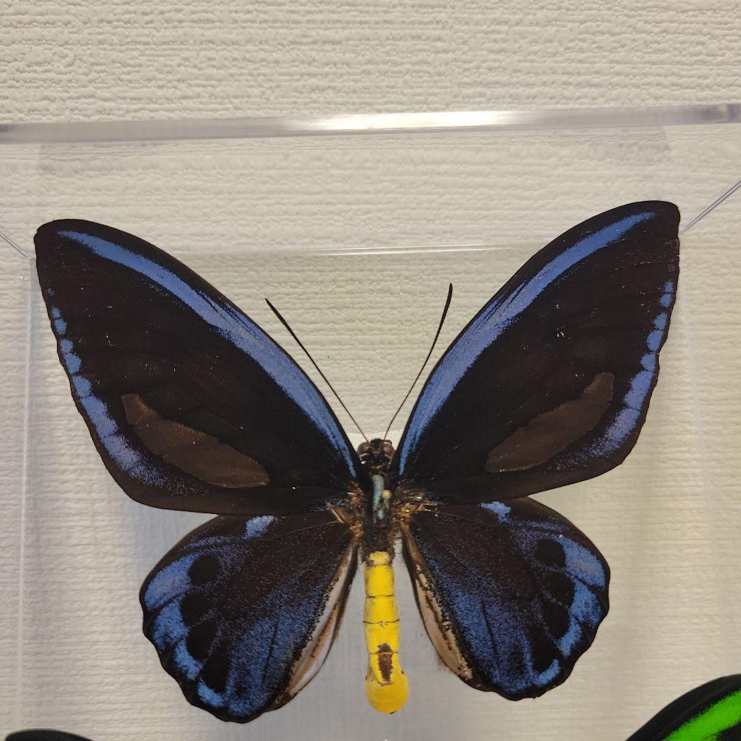 蝶の標本　トリバネチョウの世界(特A特)