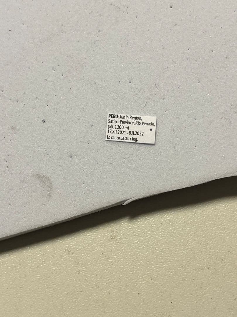 【24mm】フェラーリコメツキムシ に酷似 アングラトゥスミカドコメツキムシ標本