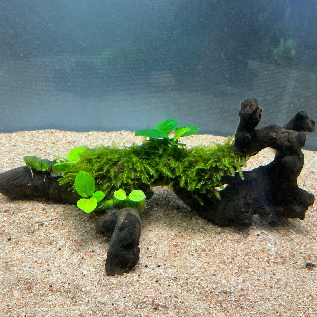 Eagle Desert様 リクエスト 4点 まとめ商品　水草