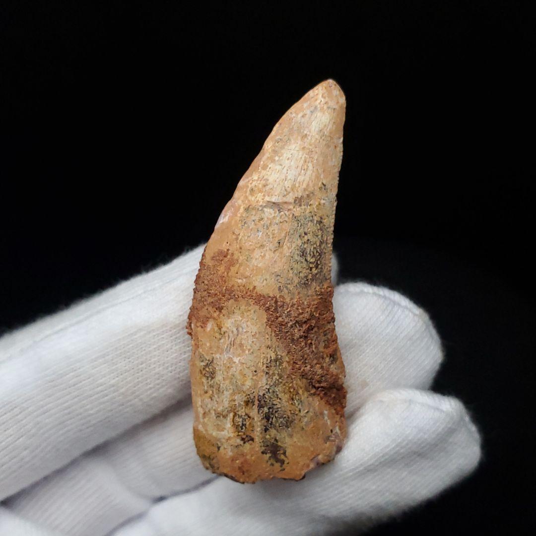 カルカロドントサウルス 歯 化石 本物 モロッコ産 48.51mm  fca16