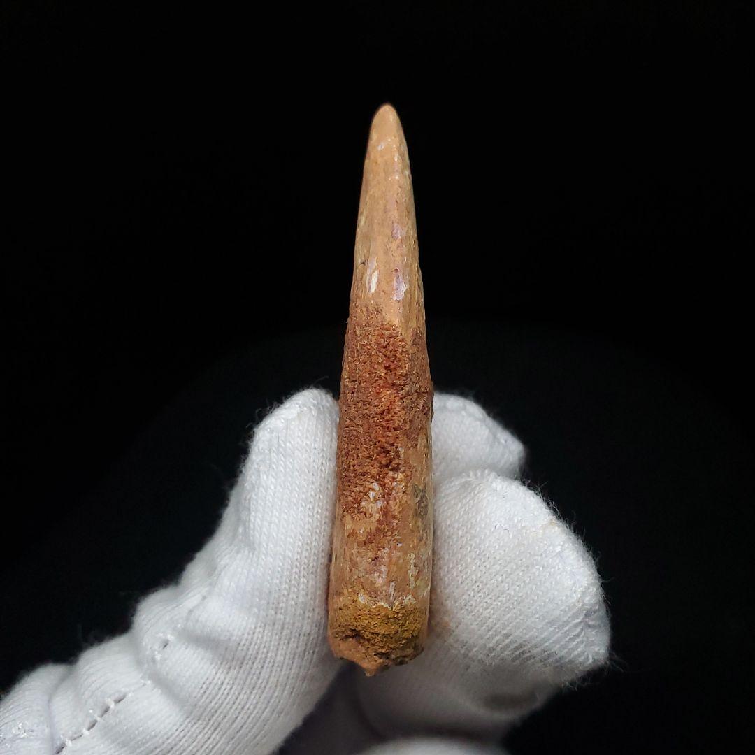 カルカロドントサウルス 歯 化石 本物 モロッコ産 48.51mm  fca16