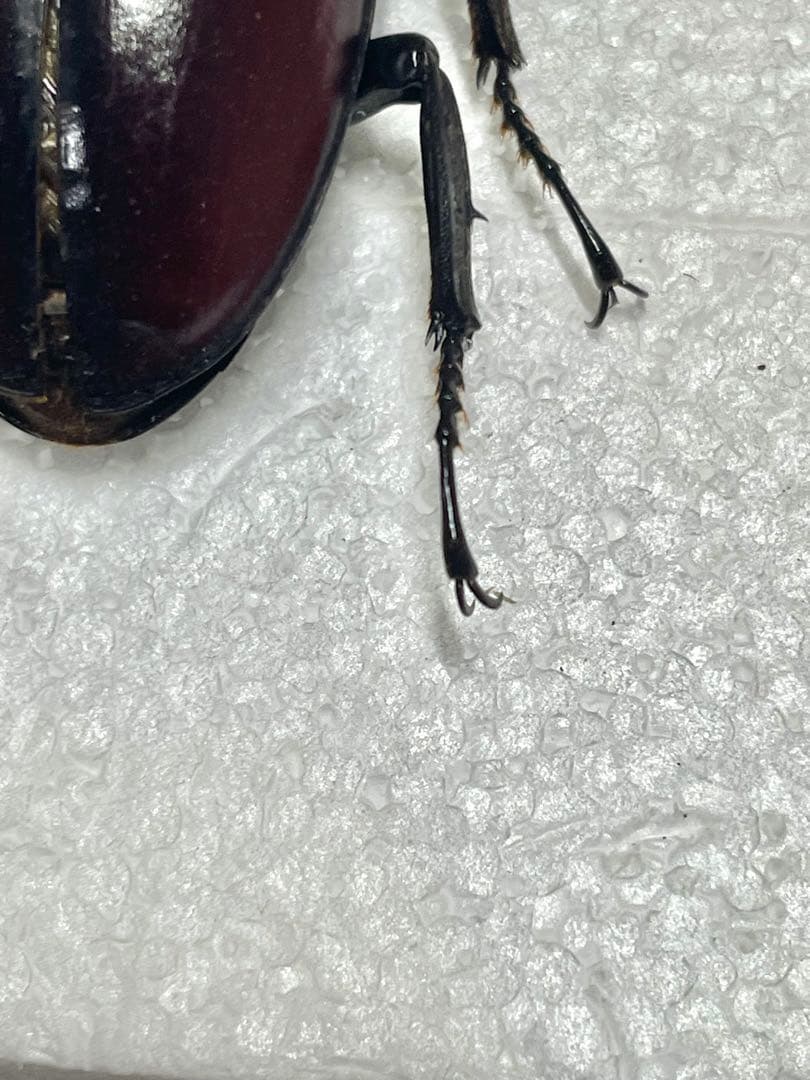 ドンキエルコクワガタ　(赤ドンキ) 70mm標本