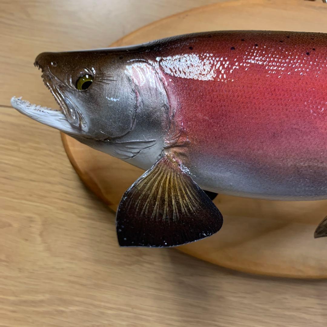 剥製　魚類剥製工房エフクラフト　晩秋の雄ヒメマス 33センチ 最終形態