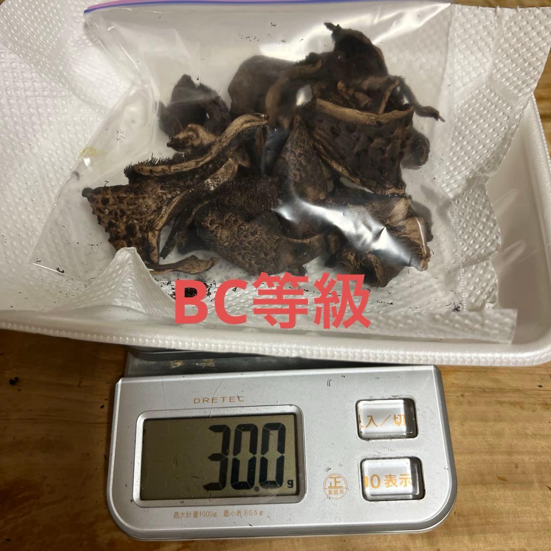香茸　乾燥　A等級300g以上　BC等級オマケ
