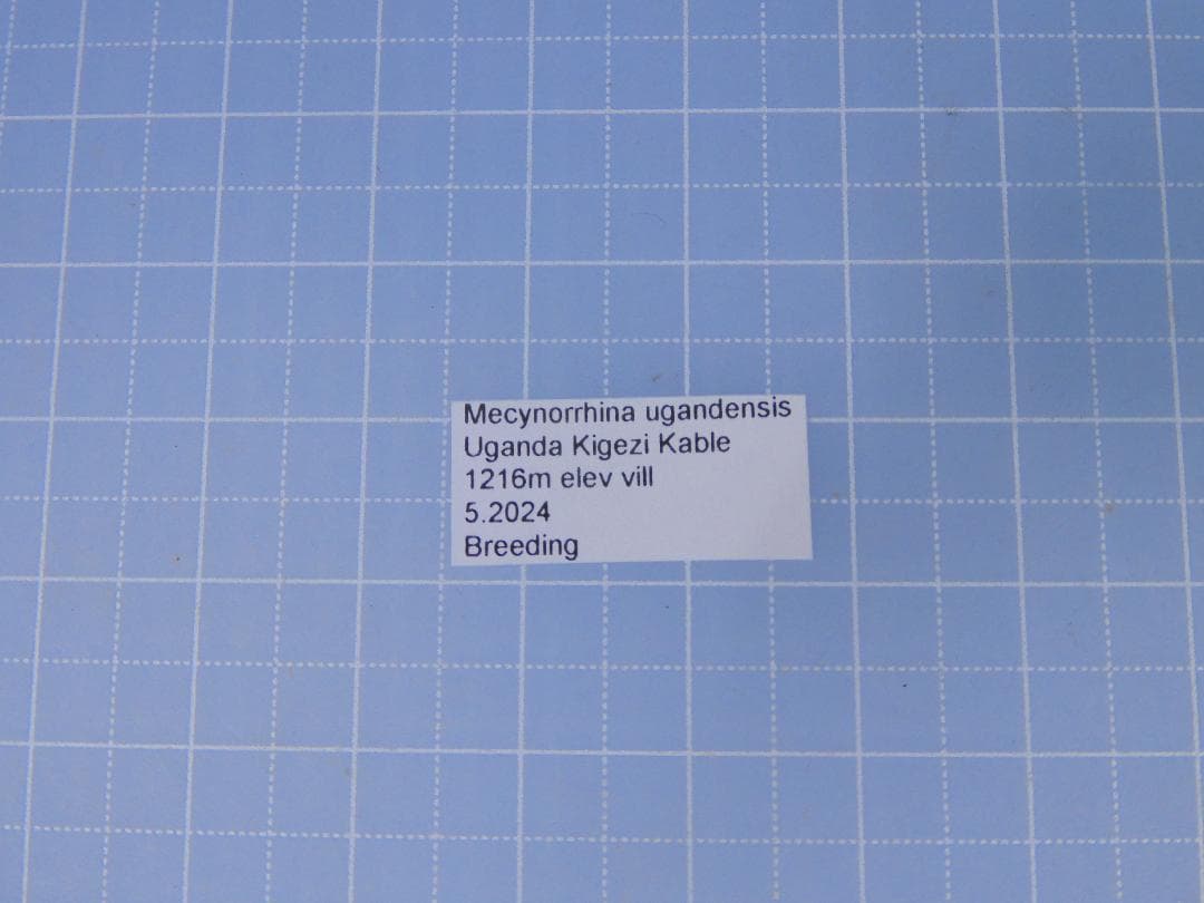 標本 M. ugandensis 63mm larva breeding