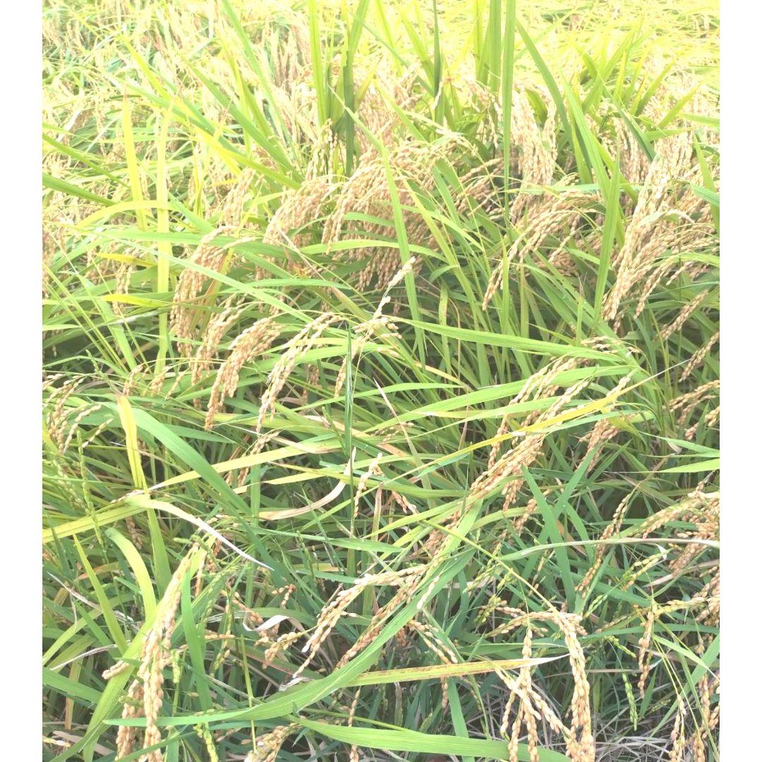 R7年富山県産コシヒカリ白米4.5kg×4袋✳️関東、東海、信越、関西地域限定