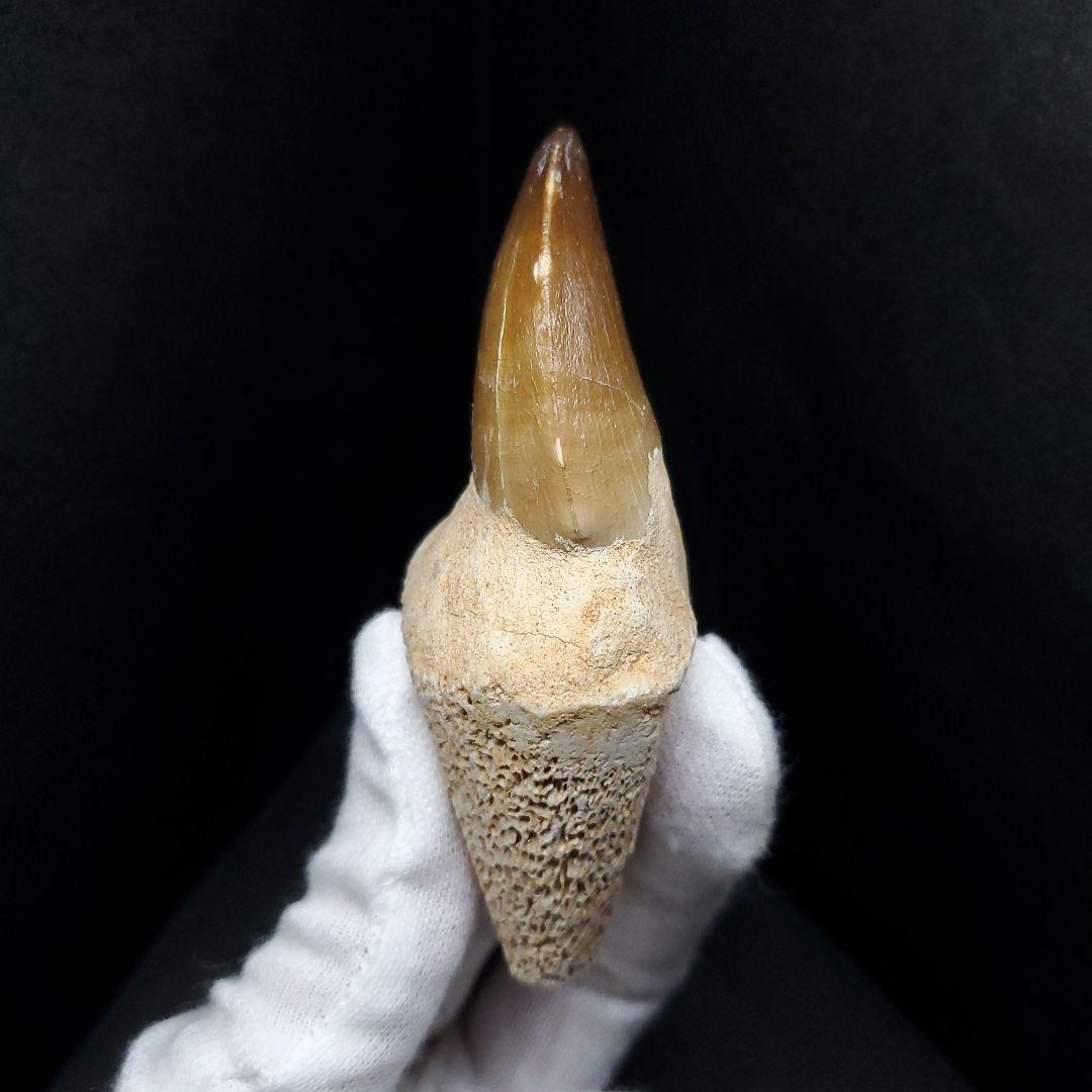 歯根付き モササウルス 化石 歯 本物 モロッコ産 82mm mos84