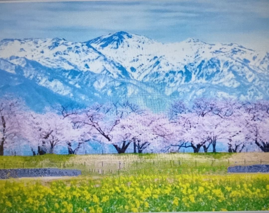 「あさひ舟川の桜堤と菜の花」（未来絵画）