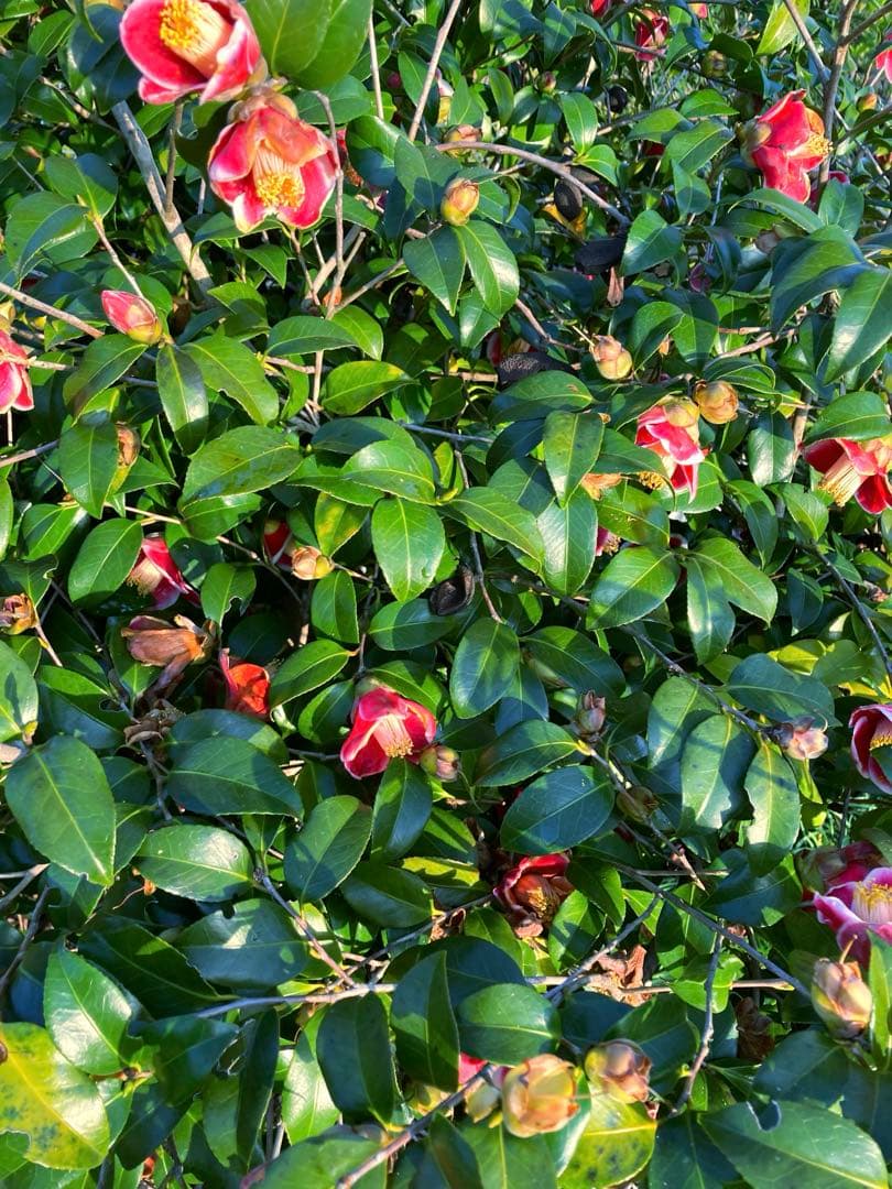 さくらんぼ　ニホンミツバチ　生ハチミツ　1030g、1120g 2本