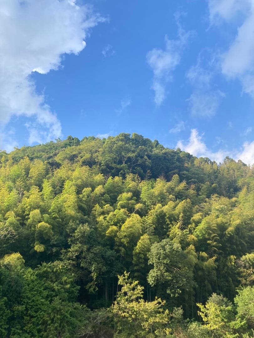 さくらんぼ　ニホンミツバチ　生ハチミツ　1030g、1120g 2本