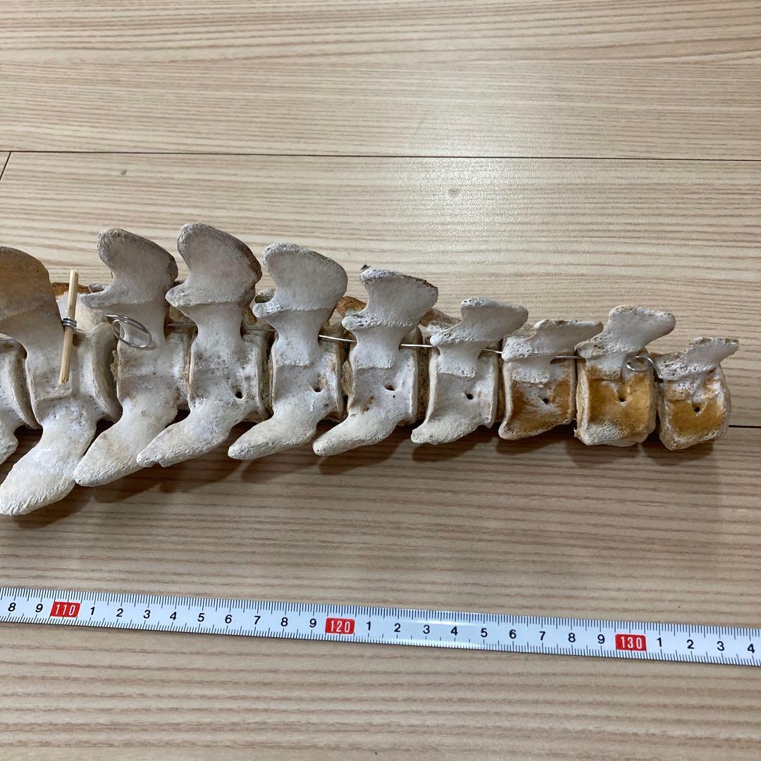 イルカの骨　骨格標本
