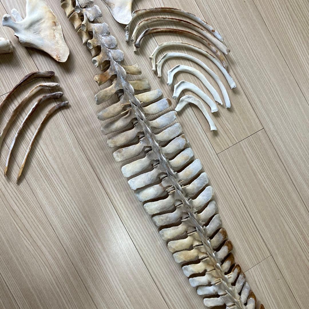 イルカの骨　骨格標本