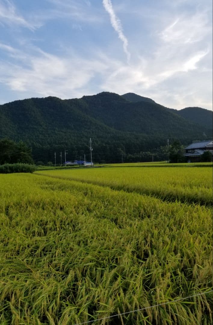 令和7年　兵庫県丹波産 農薬、除草剤不使用　新米コシヒカリ10キロ