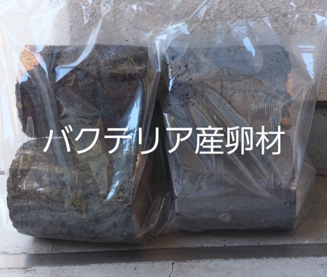 やふおく・BASE等では、大変良く売れています。バクテリア材 難産種にどうぞ。壱