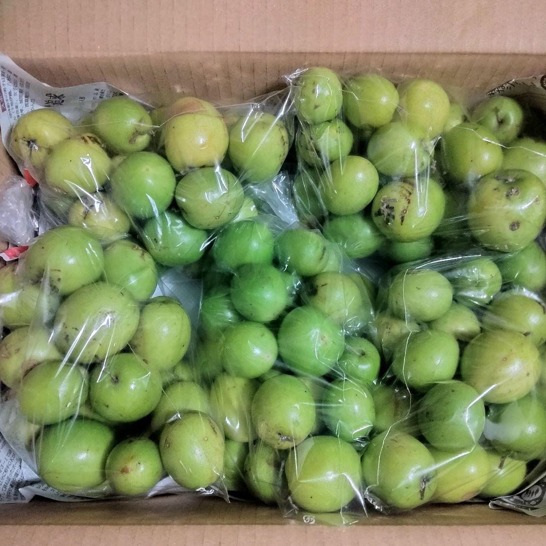 沖縄県産 インドナツメ小粒Ｃ品 約５kg【常温便】1