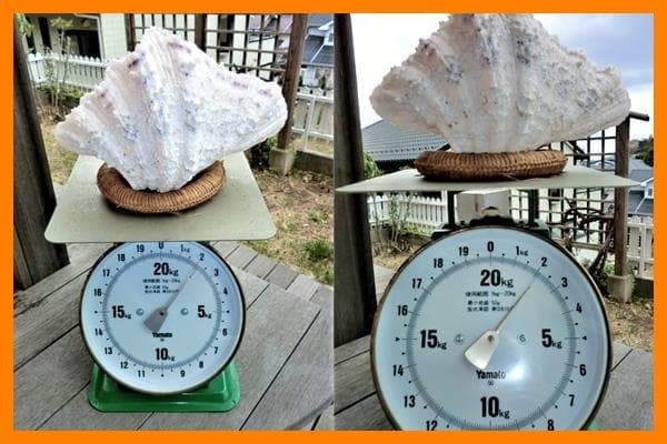 シャゴウガイ(シャコ貝)約30㎝ 石垣産 自然採取 漂白済み  特大美品 超レア