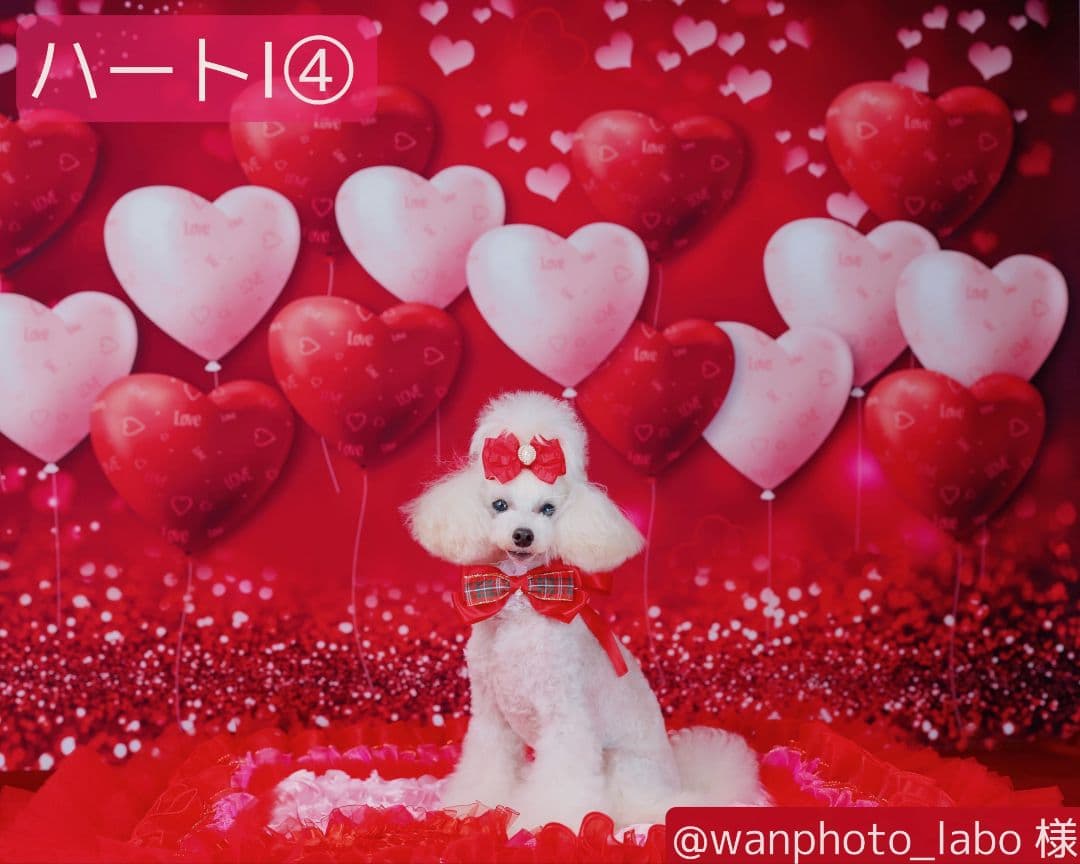 背景布×10枚+2　ペット撮影用フォトブース　トリミングチョーカー販売中