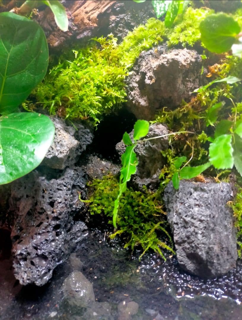 隠れ家付きテラリウム 観葉植物 溶岩石 レイアウト　生体飼育ケージも