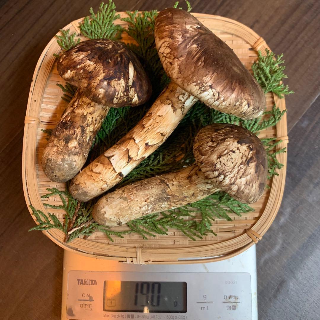 ④秀品【岩手県産天然松茸】収穫最終　国産本場　開き採れたて　産地直送　190g