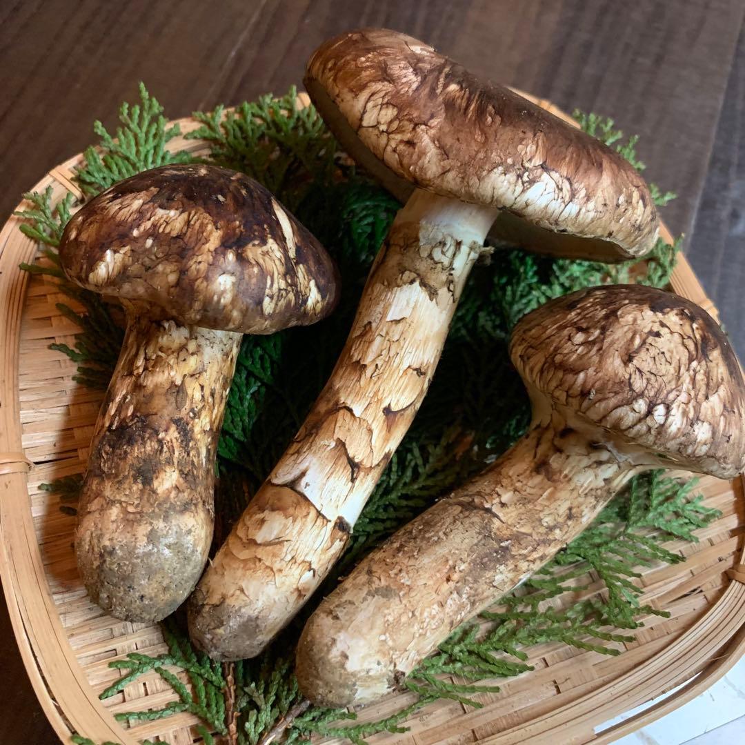 ④秀品【岩手県産天然松茸】収穫最終　国産本場　開き採れたて　産地直送　190g