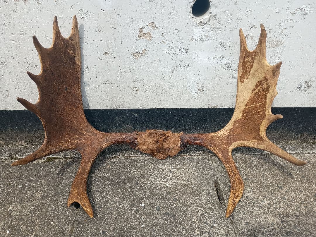 ムース　ヘラジカ　ヘラ鹿　角　ハンティングトロフィー　 オブジェ インテリア
