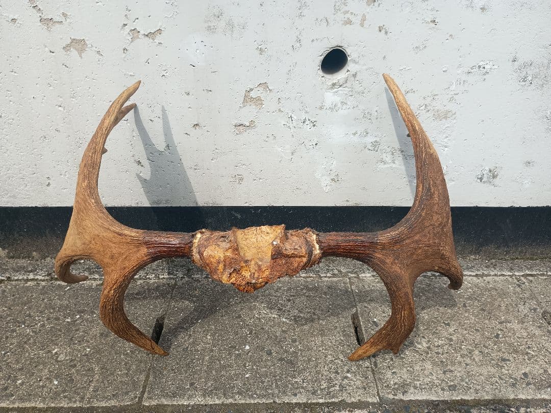 ムース　ヘラジカ　ヘラ鹿　角　ハンティングトロフィー　 オブジェ インテリア