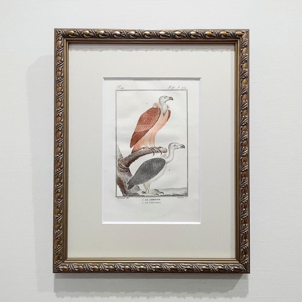 シロエリハゲワシとハゲタカの博物図版　アンティーク　版画　フランス　1700年代