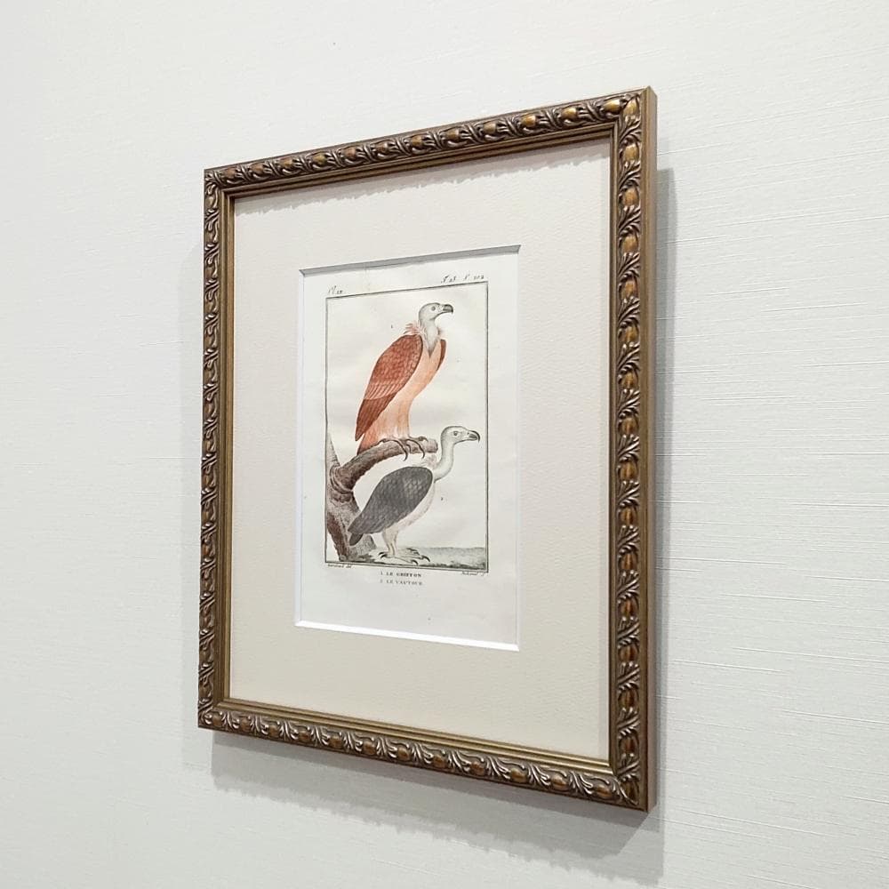 シロエリハゲワシとハゲタカの博物図版　アンティーク　版画　フランス　1700年代