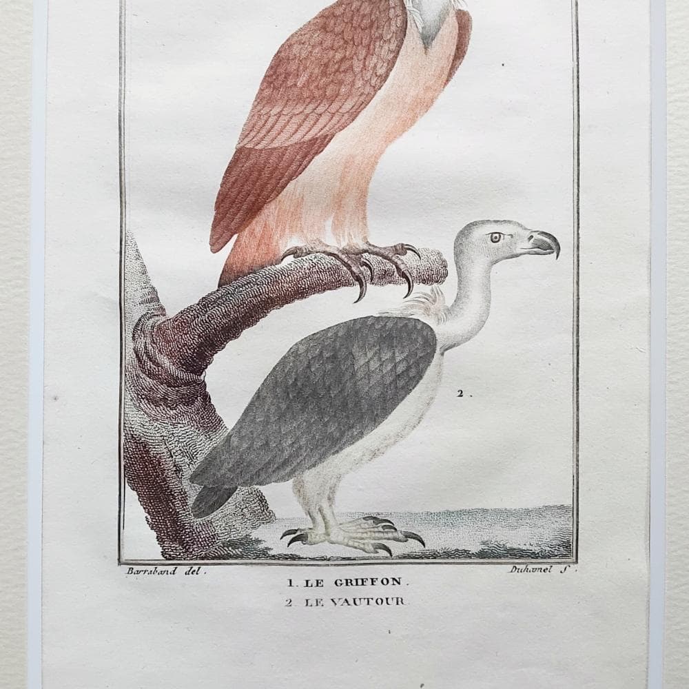シロエリハゲワシとハゲタカの博物図版　アンティーク　版画　フランス　1700年代