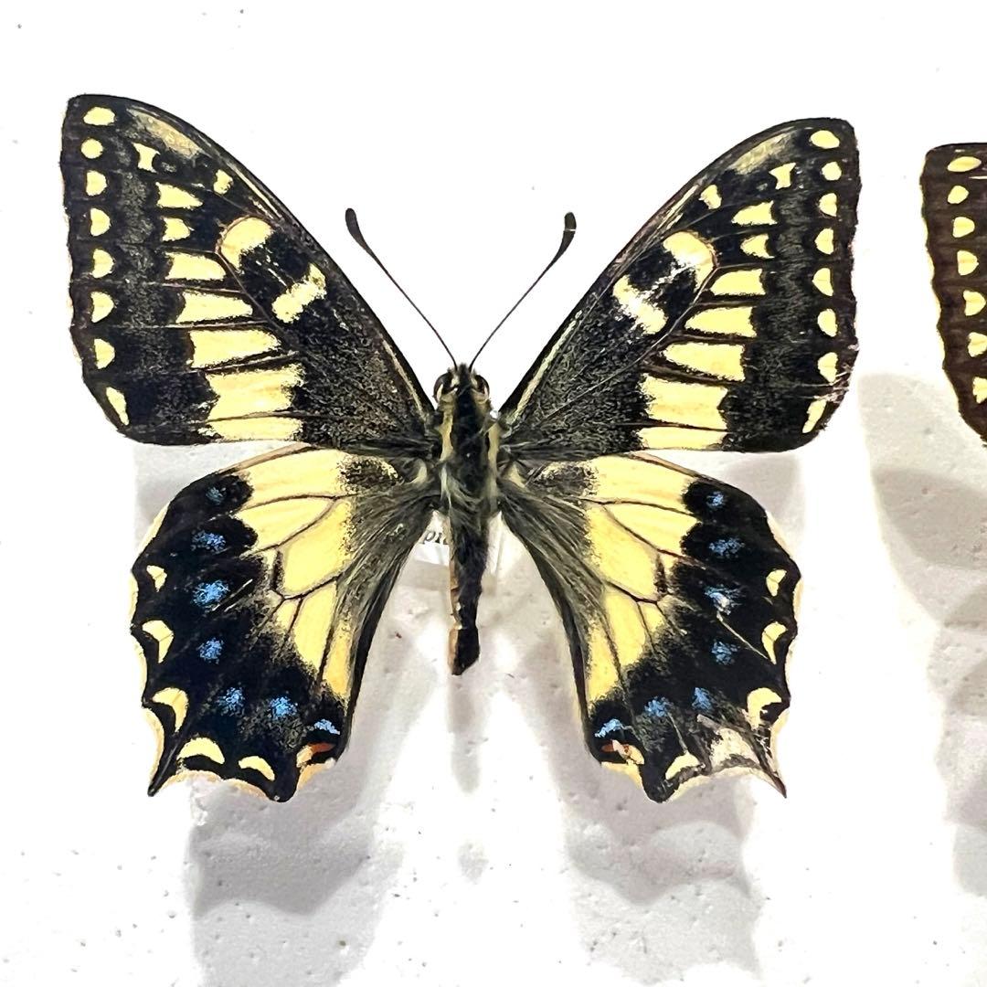 コルシカキアゲハ！ペア！入手困難！