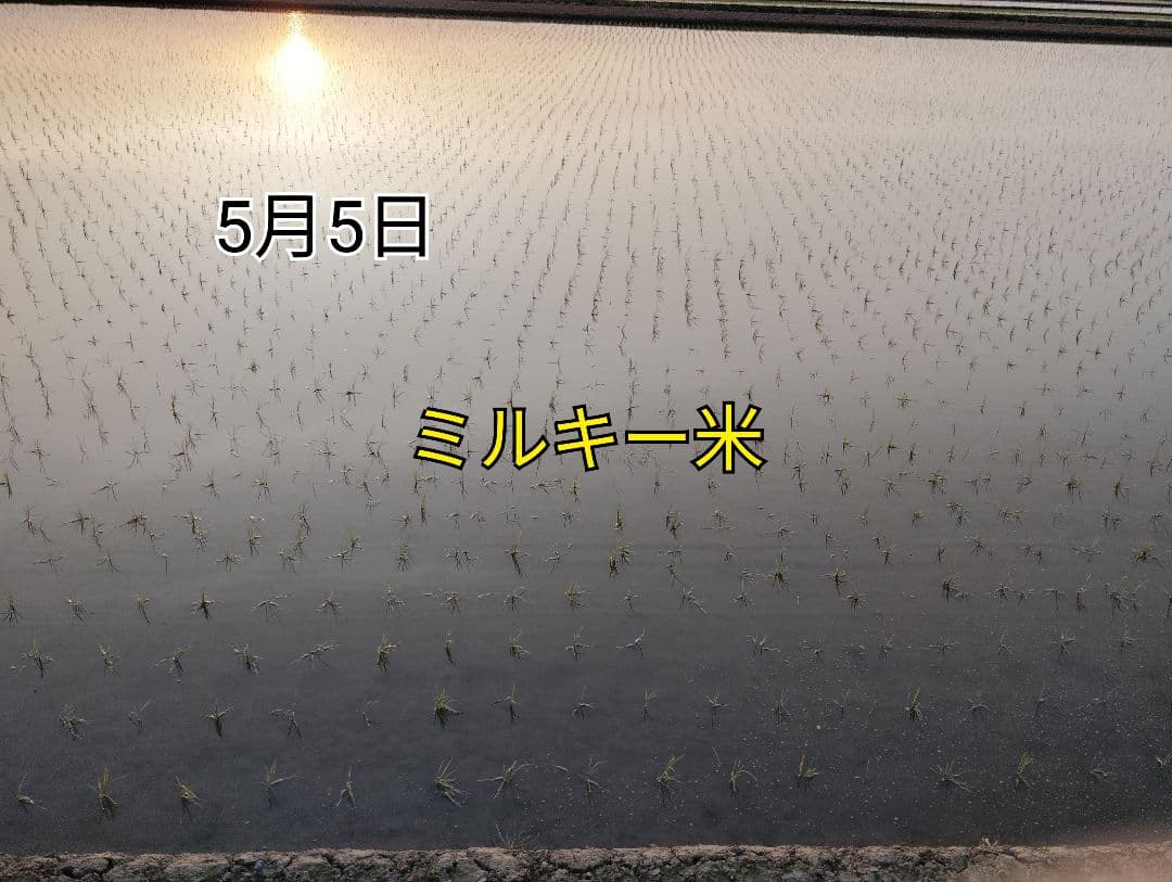 特別栽培米新潟県産ミルキークイーン10k
