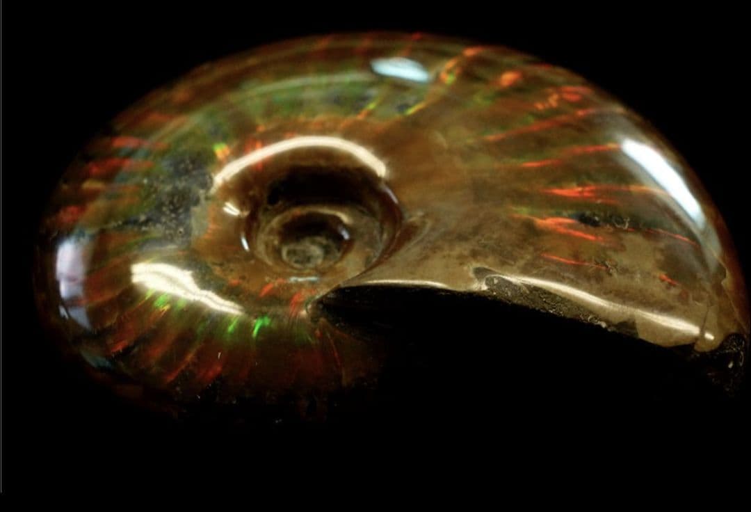 化石 アンモナイト オパール化 虹色！ 鉱物 観賞石 インテリア