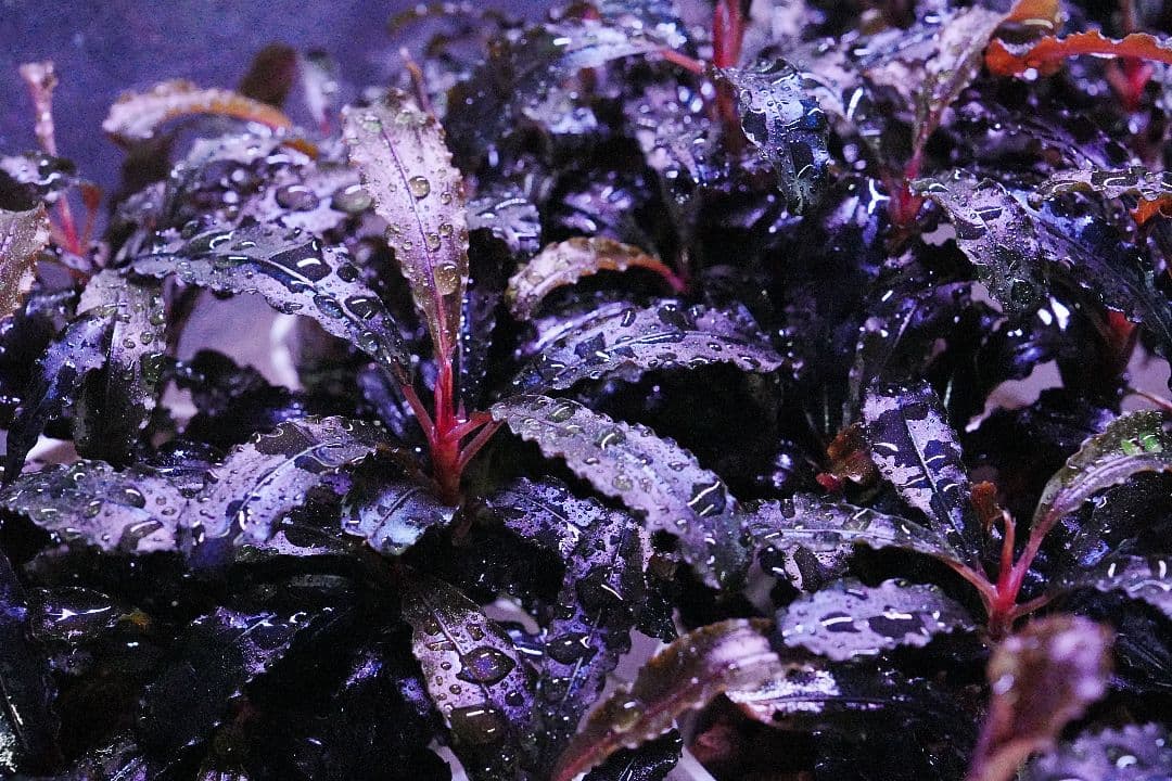 クダガン　20株　ブセファランドラ　水上葉　組織培養　水草セット