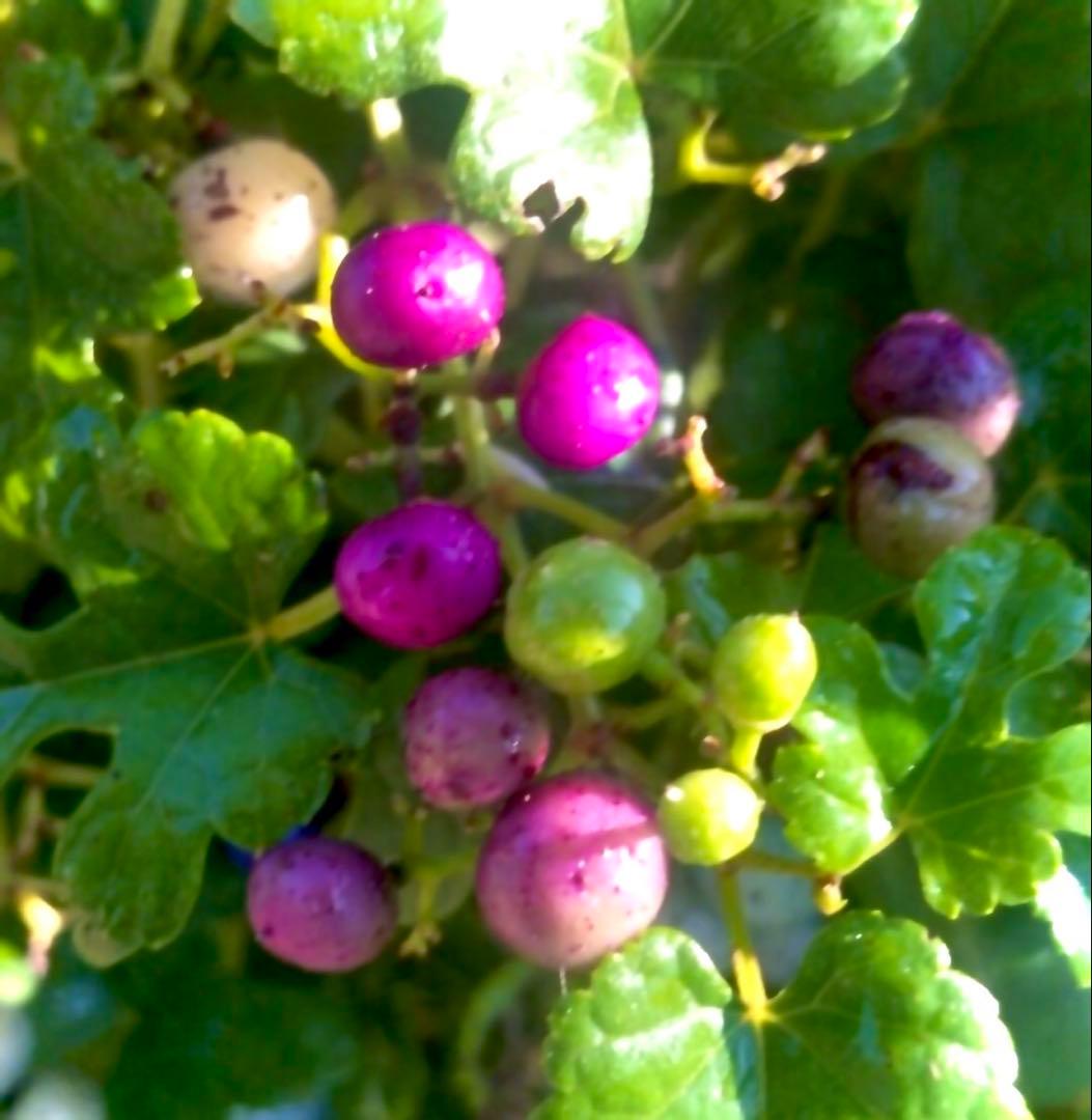 岩手県産 3kg 野ぶどう うまぶどう　冷凍クール便　250g×12袋