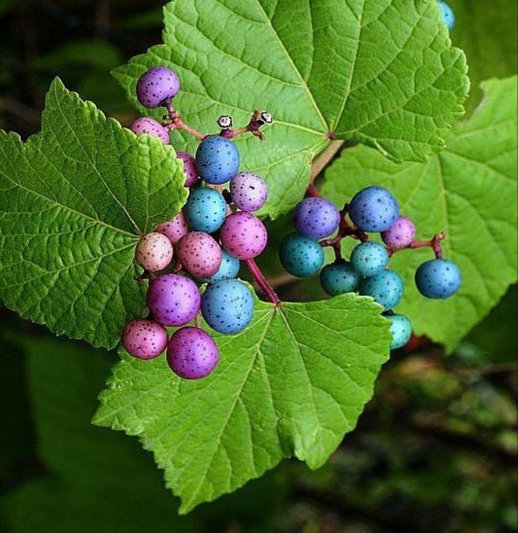 岩手県産 3kg 野ぶどう うまぶどう　冷凍クール便　250g×12袋