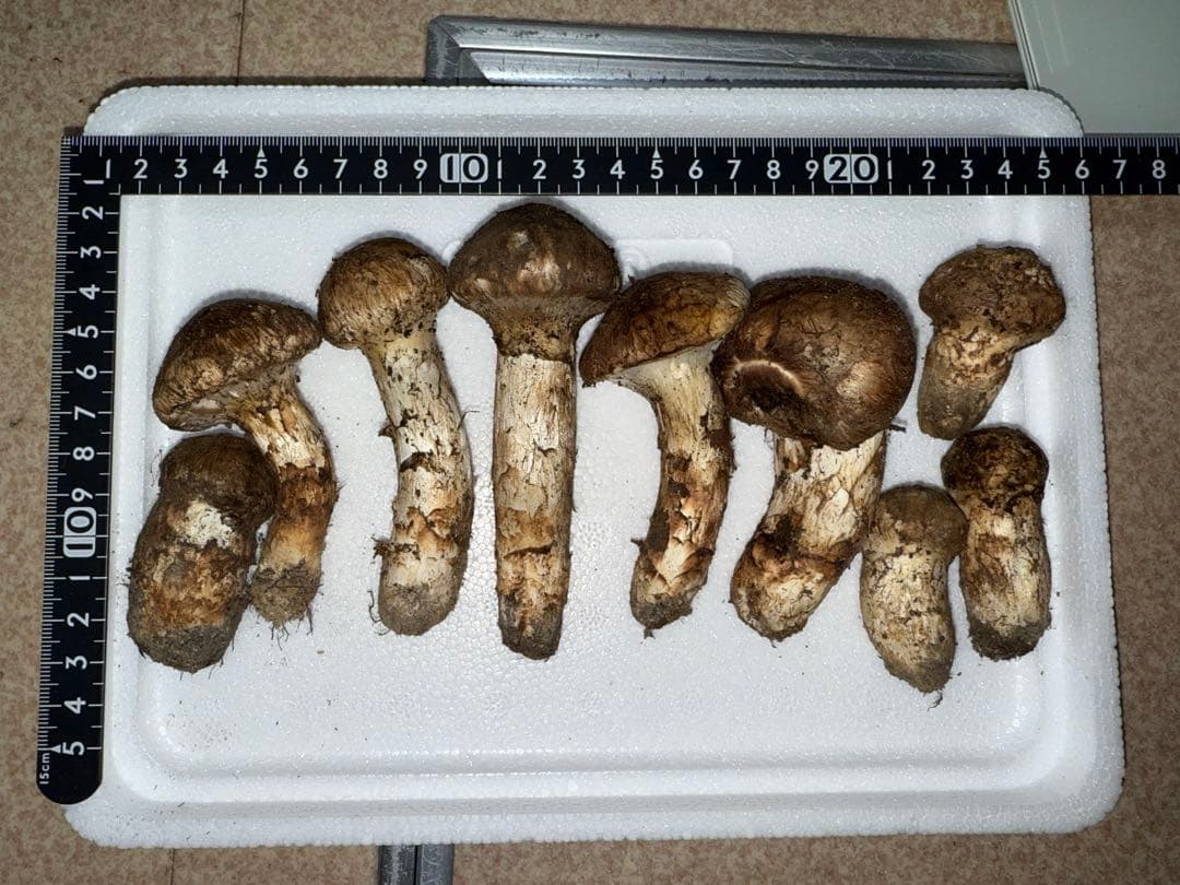 【10月20日朝採れ】広島県産松茸174g