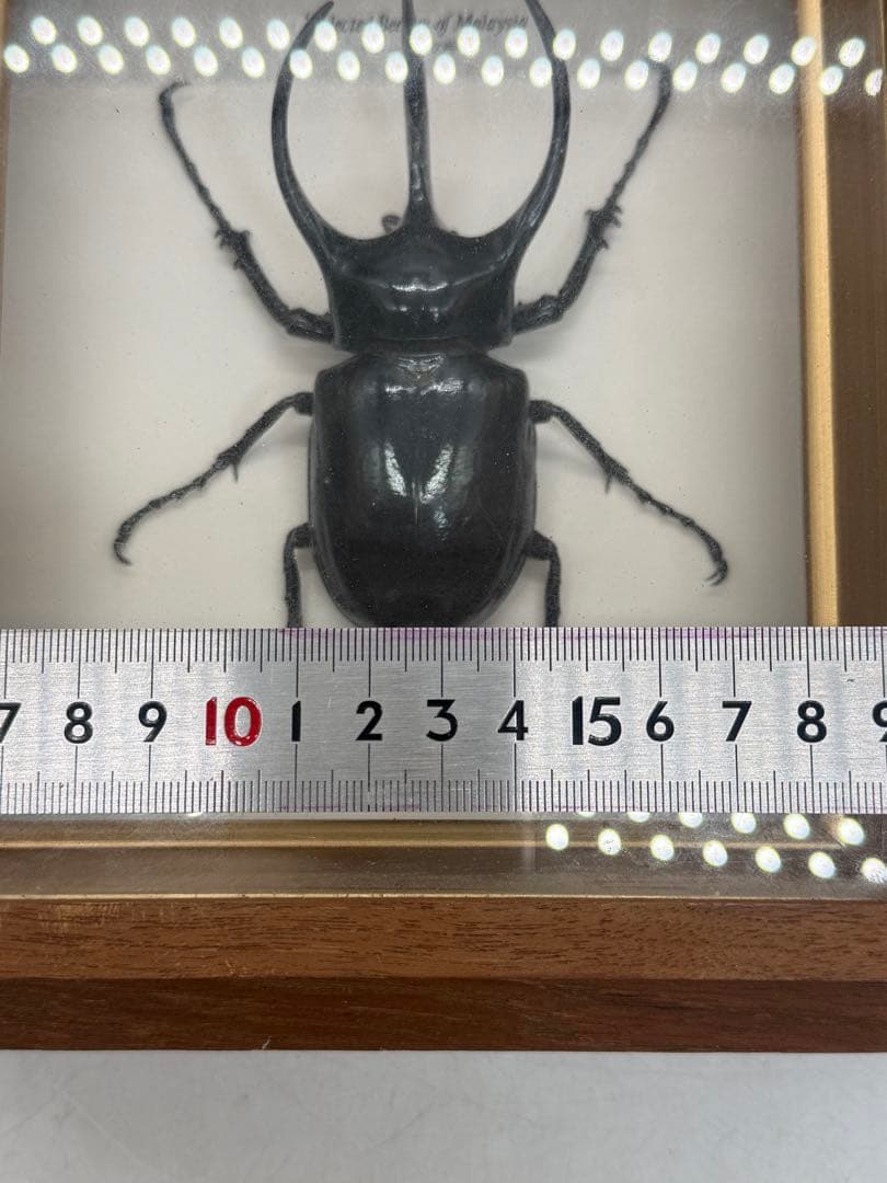 カブトムシ　昆虫標本　額装　送料込み251211
