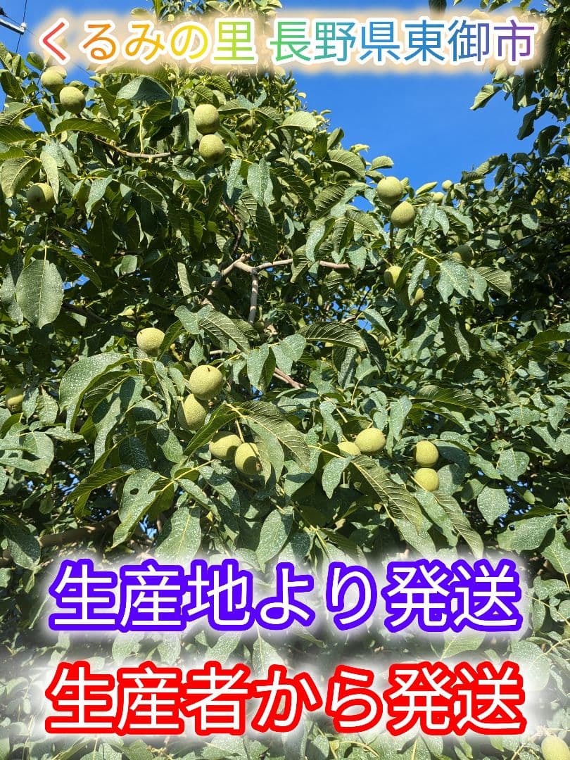 【ジャンドゥーヤ商品】 25年産 新物 国産 殻付き信濃くるみ 長野県産