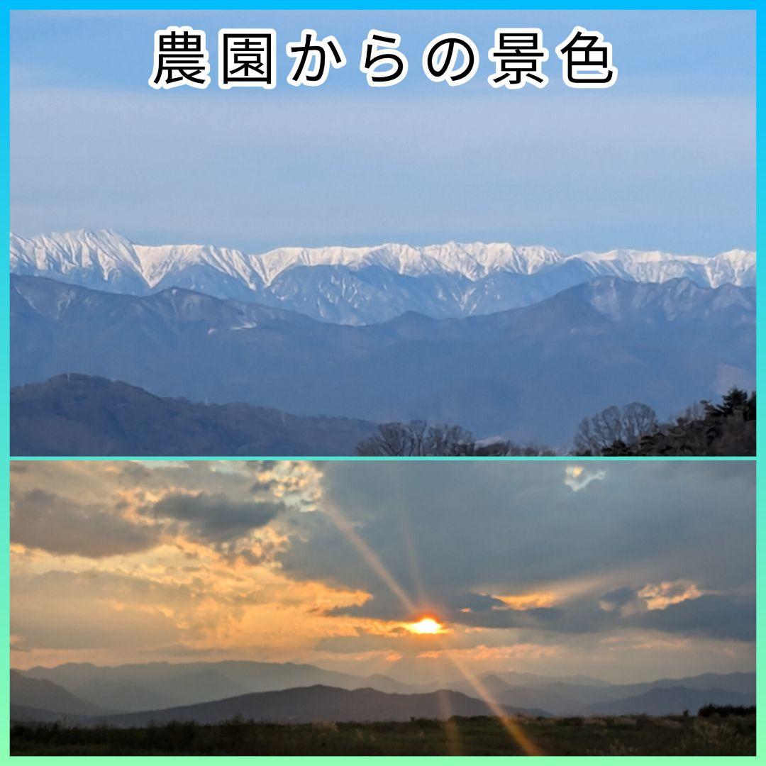 【ジャンドゥーヤ商品】 25年産 新物 国産 殻付き信濃くるみ 長野県産