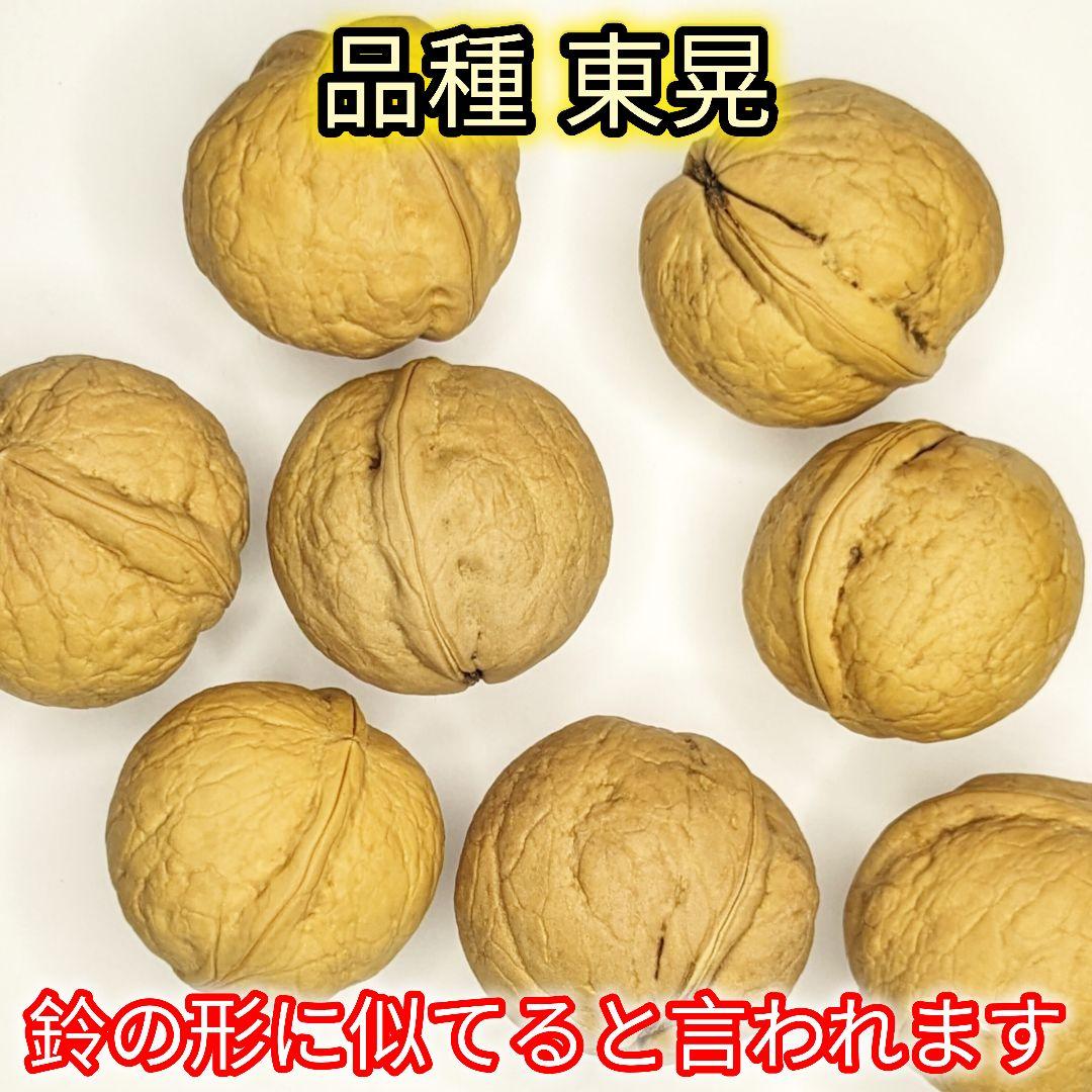 【ジャンドゥーヤ商品】 25年産 新物 国産 殻付き信濃くるみ 長野県産