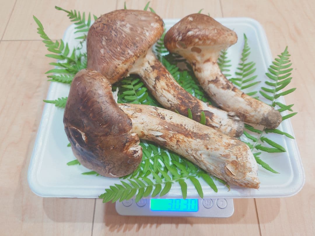 ヨネ　岩手県岩泉産　松茸（天然物）