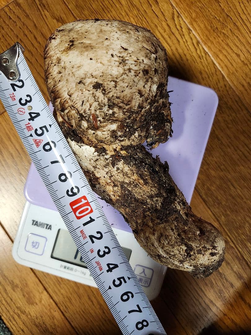 長野県　松茸　栂池松茸　信州