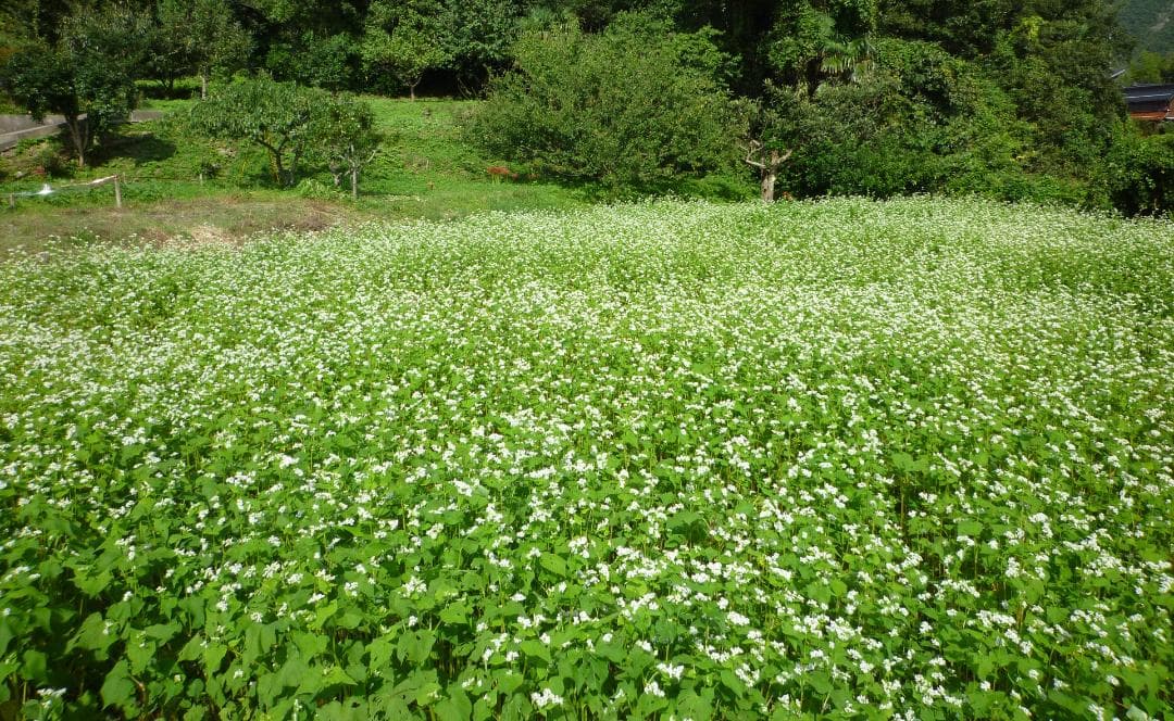 安心の日本みつばち 芳醇 糖度81％ 優良品 非加熱 秋はちみつ1,100ｇ