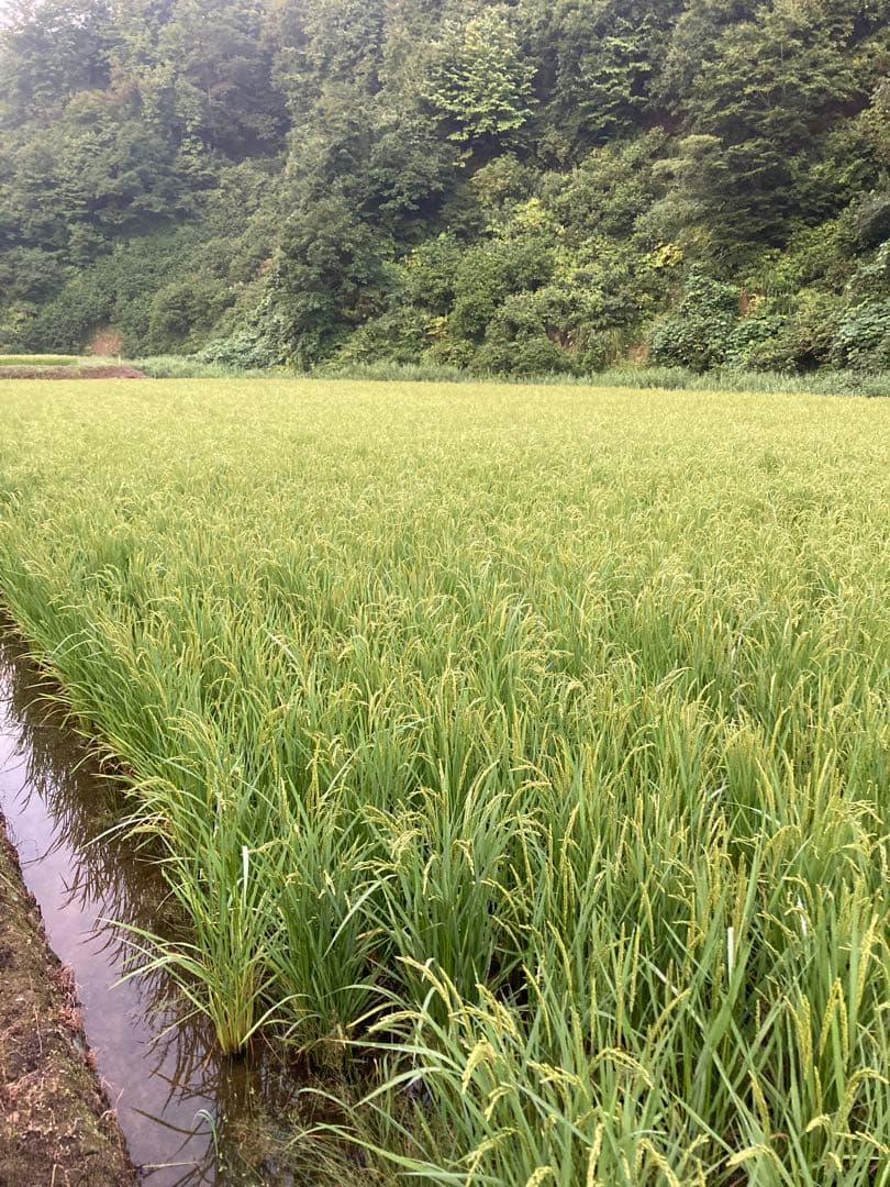 令和7年産魚沼産コシヒカリ　精米10kg