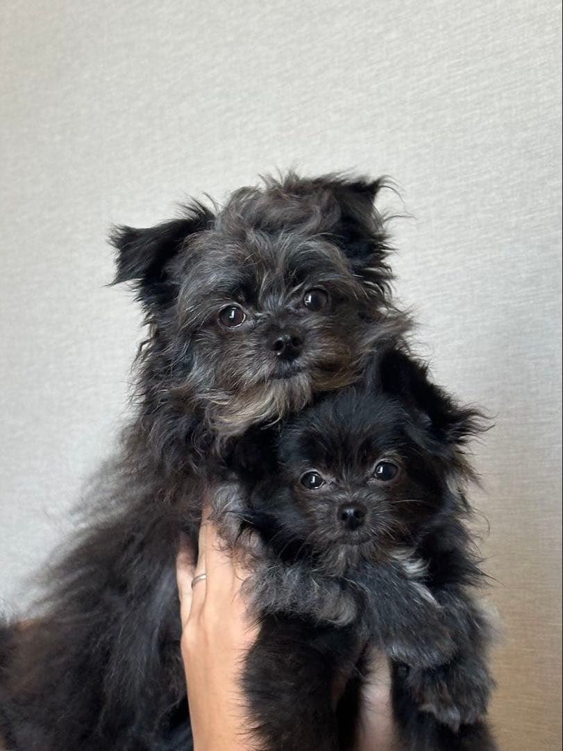 【ユッキーページ】