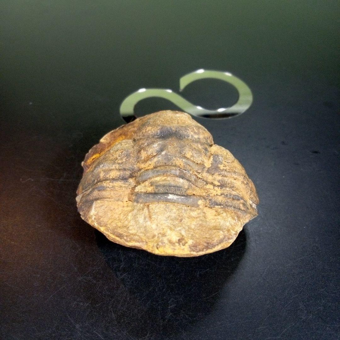 三葉虫　化石　fossil　海　ボリビア産　trilobite　ボリビア化石郡④