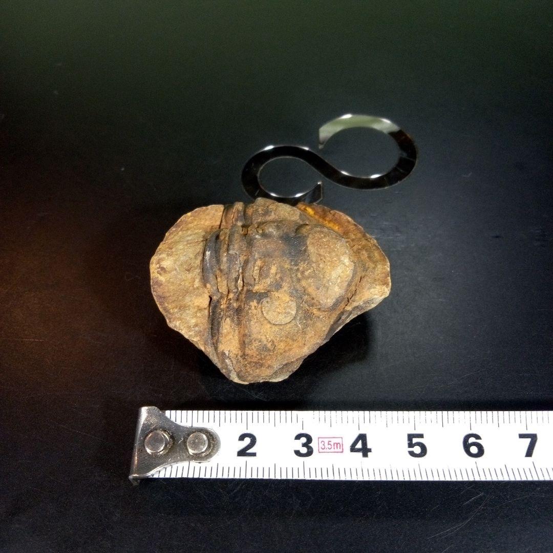 三葉虫　化石　fossil　海　ボリビア産　trilobite　ボリビア化石郡④