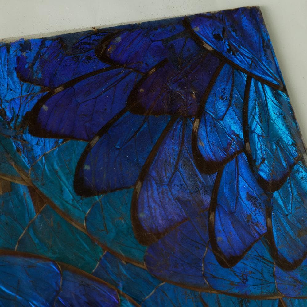 ブルーモルフォ蝶 飾り額 バタフライアート 蝶画 蝶額 標本？羽根細工